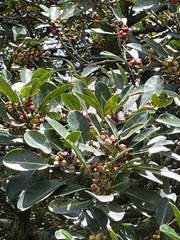 Ficus costaricana