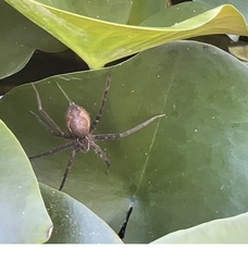 Araneae