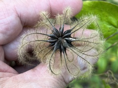 Clematis glaucophylla