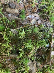 Pleurozium schreberi