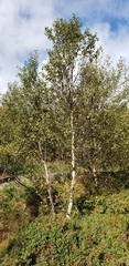 Betula pubescens pumila