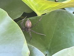 Araneae
