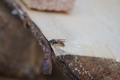 Vespula rufa