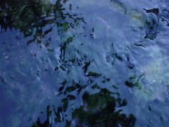 Archaea