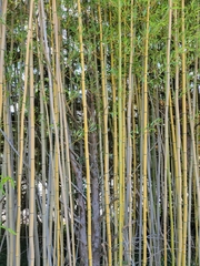 Bambusoideae