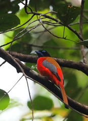 Harpactes duvaucelii