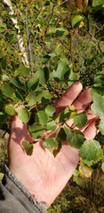Betula pubescens pumila