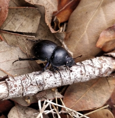 Trypocopris pyrenaeus