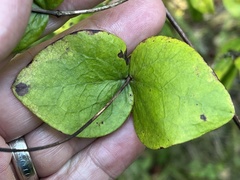 Clematis glaucophylla