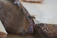 Vespula rufa
