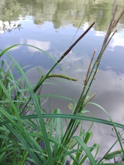Carex acuta