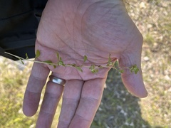 Ludwigia microcarpa