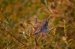 Malacosoma californica