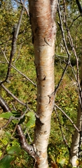 Betula pubescens pumila