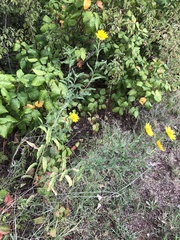 Helianthus maximiliani