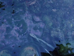 Archaea