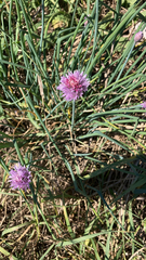 Allium schoenoprasum
