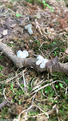 Ductifera pululahuana