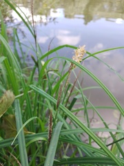 Carex acuta