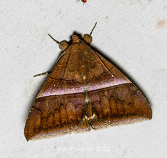 Parallelia calefaciens