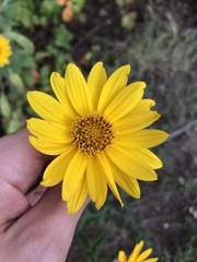 Helianthus maximiliani