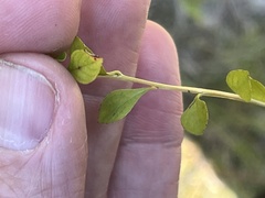 Ludwigia microcarpa