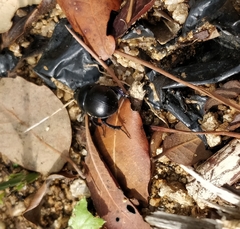 Trypocopris pyrenaeus