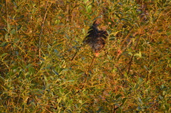 Malacosoma californica