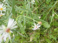 Symphyotrichum lanceolatum