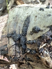 Annulohypoxylon truncatum