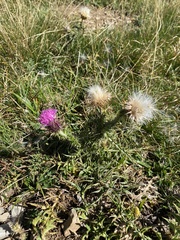Carduus defloratus carlinifolius