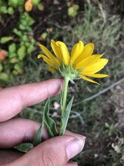 Helianthus maximiliani