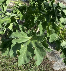 Malva arborea