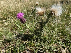 Carduus defloratus carlinifolius