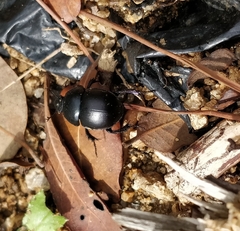 Trypocopris pyrenaeus