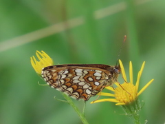 Melitaea