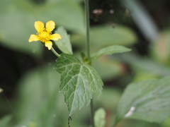 Geum japonicum
