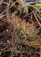 Sarmentypnum exannulatum