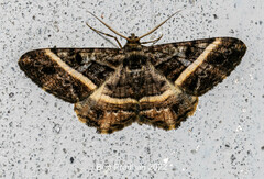 Harutalcis atrostipata