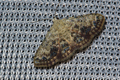 Erebidae