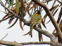 Nesoptilotis leucotis