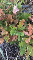 Quercus gambelii