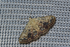 Erebidae