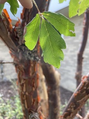 Acer griseum
