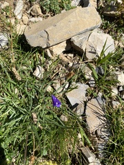Campanula scheuchzeri