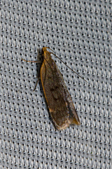 Helcystogramma