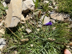 Campanula scheuchzeri