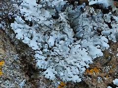 Parmelina tiliacea