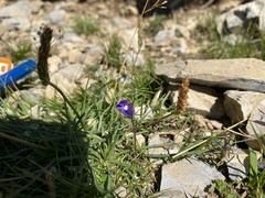 Campanula scheuchzeri