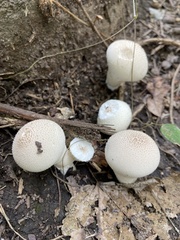 Lycoperdon